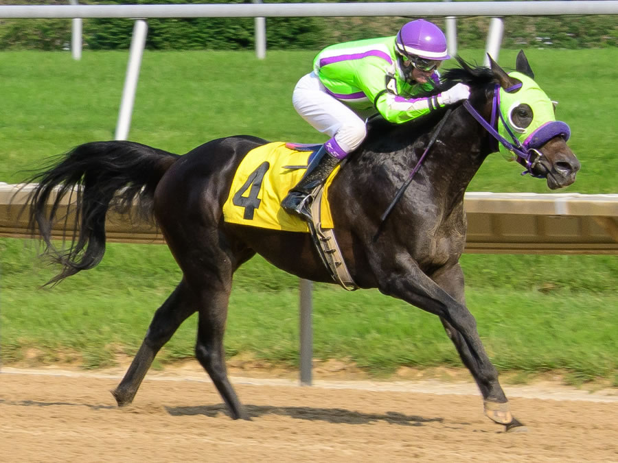 Jimdandy Tothe Reshessq, bred by Cre Run